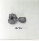 Click for 1 image(s) for this accession. FRUIT